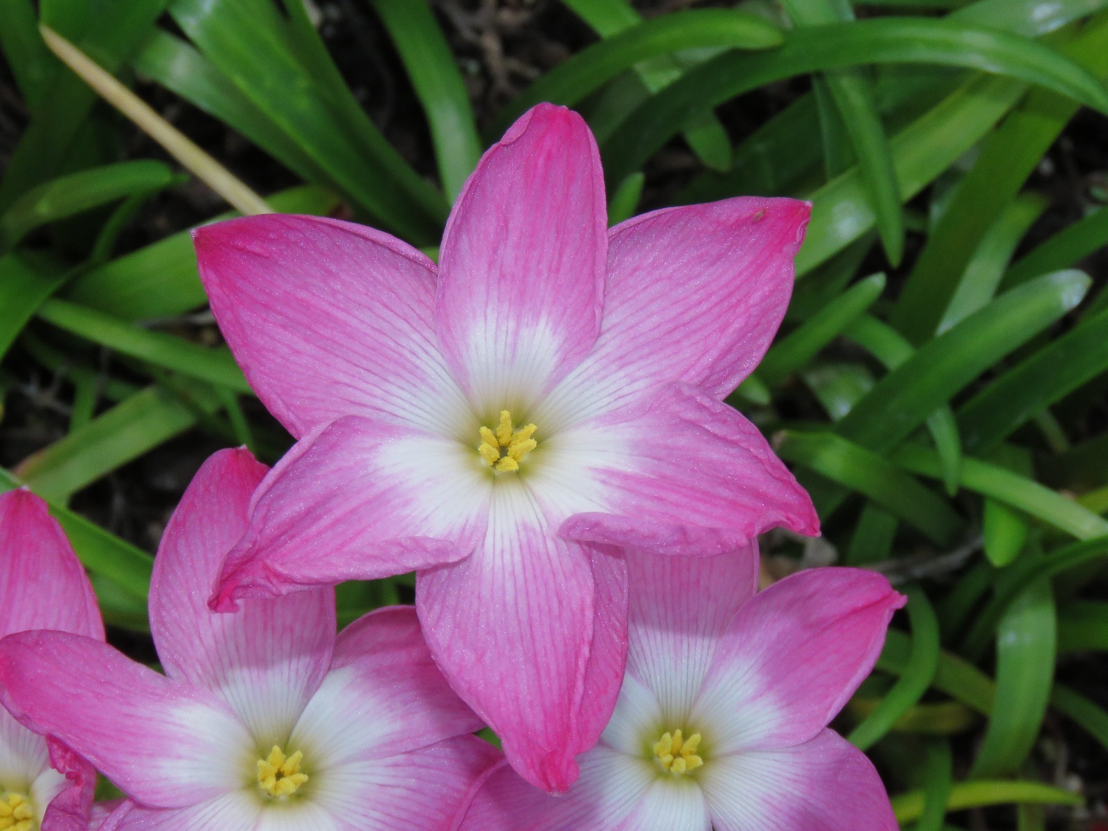 Rain Lily, Zephyranthes Labufarosea Lucky All Over, 1 bulb, NEW, habranthus