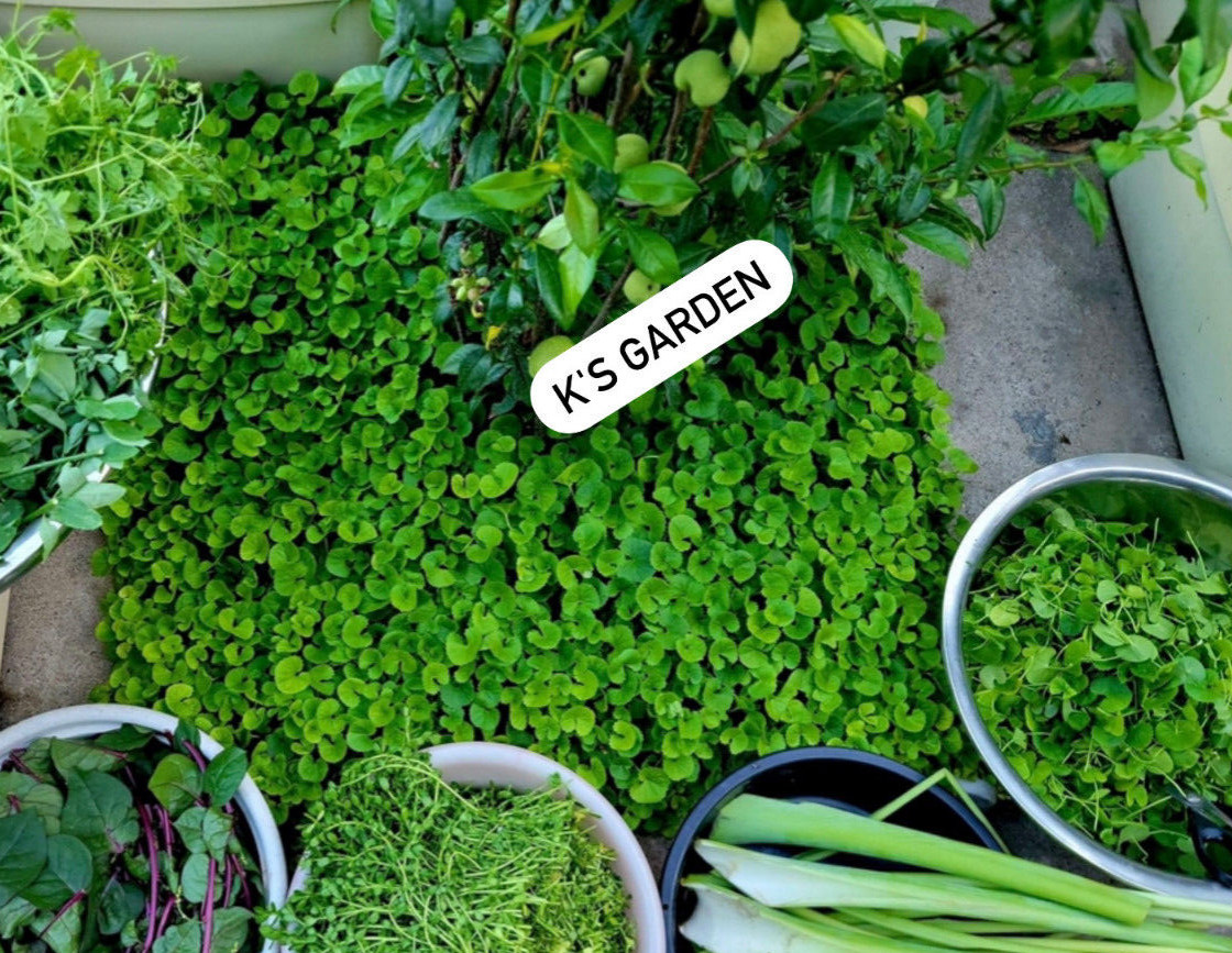 PENNYWORT , GOTU KOLA SEEDS (BIG LEAF) , HẠT RAU MÁ LÁ LỚN (200+ PCS)