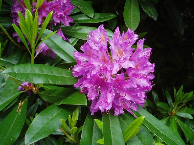 Rosebay Rhododendron, Rhododendron maximum, Shrub Seeds (Showy Evergreen)