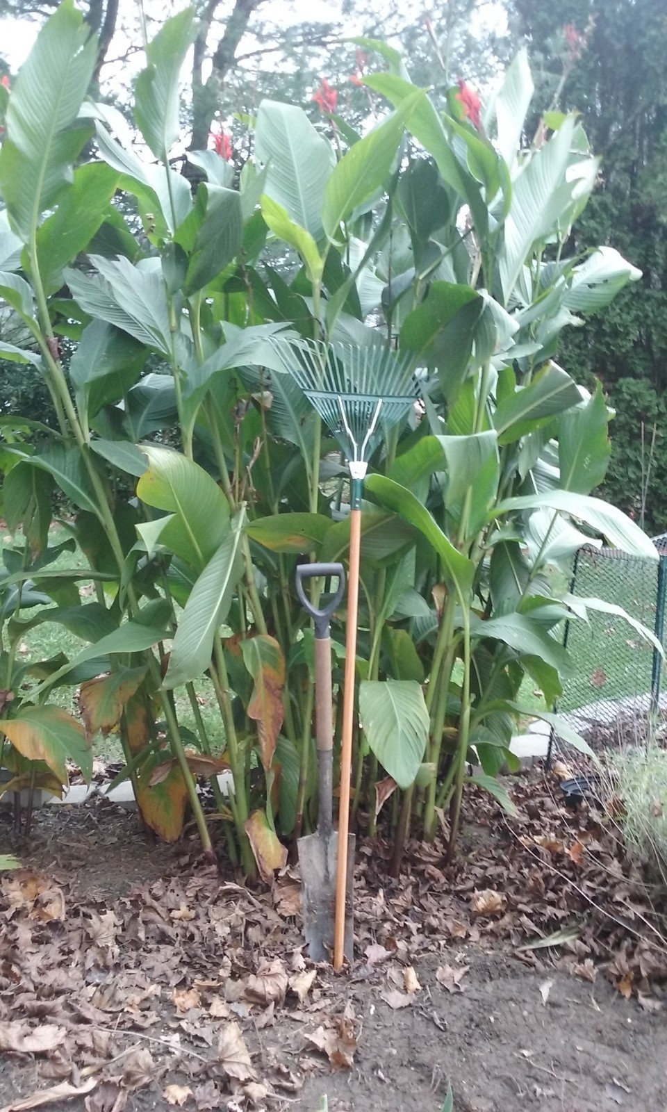 50 Canna Lily Seeds -Red Tall -Red Flower -Green Leaves -6-10 ft tall Free Ship