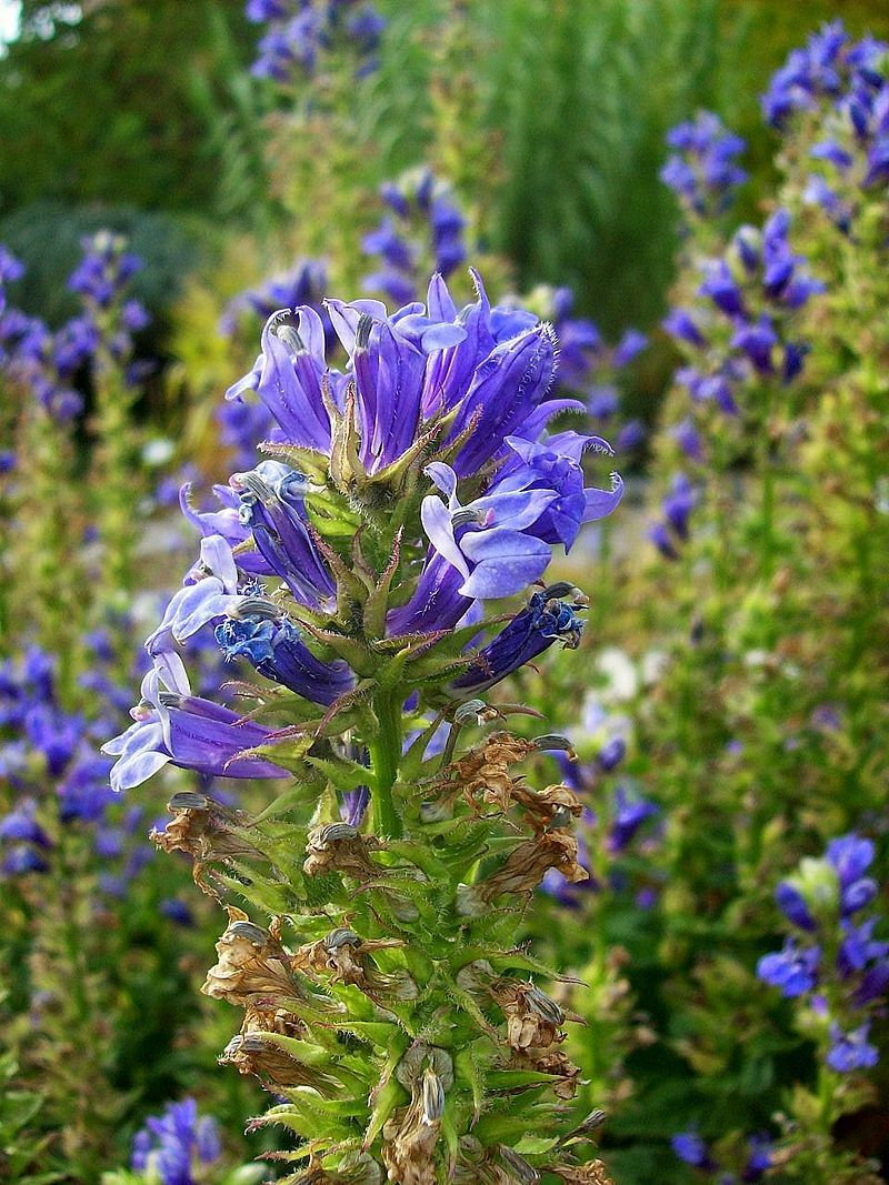 GIANT BLUE LOBELIA 243 SEEDS, LOBELIA SIPHILITICA HARDY, EZ TO GROW, USA SELLER