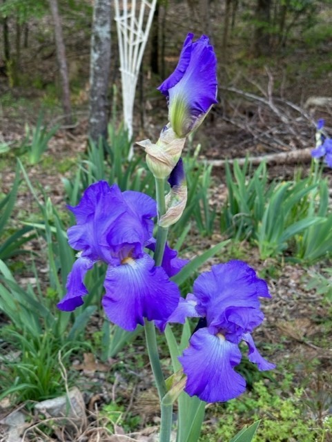 1 purple Bearded Iris Rhizome root ~ Bulb ~Rhizomes ~ Tall Heirloom