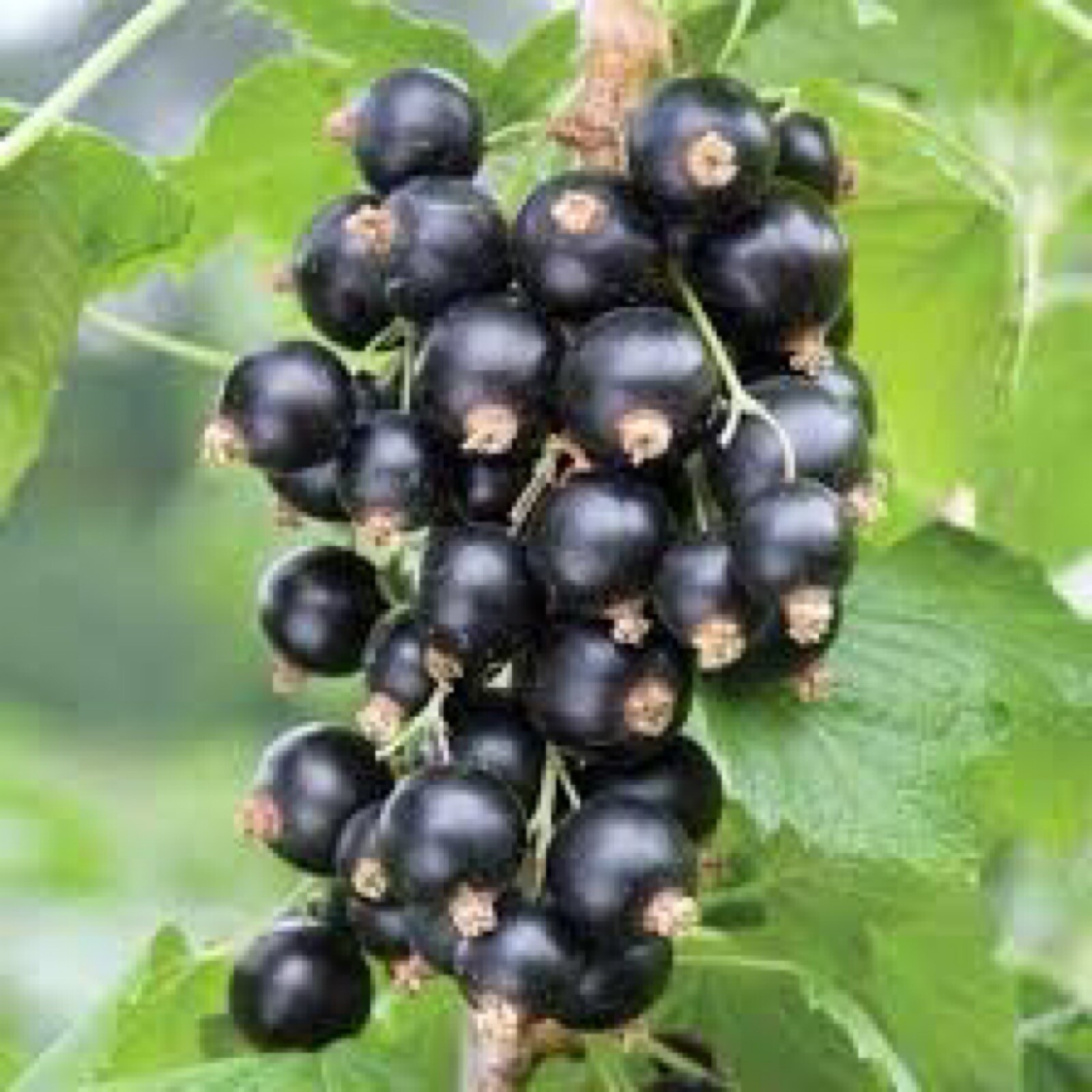 Boskoop Giant Black Currant , 1 rooted plant 12-15” tall, 1 year old