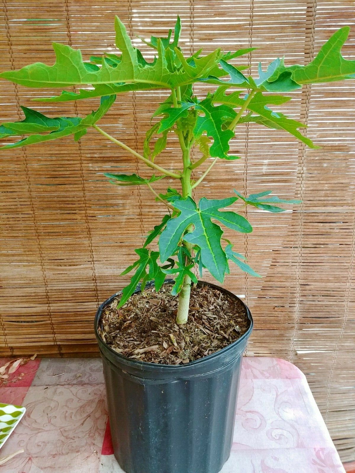 Mexican Papaya (Carica papaya) Tropical Fruit Tree