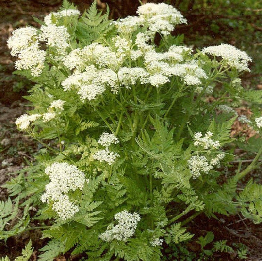 20 Perennial Sweet cicely seeds herb zone 3-9