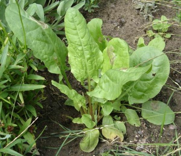 1500 LARGE LEAF SORREL Seeds That is 1.8 Grams of seeds NON-GMO, HEIRLOOM