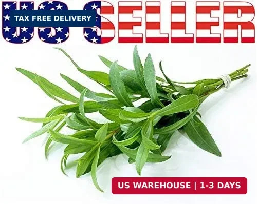 1000 Mixed Herb Seeds Heirloom Non GMO 12 Varieties This is a Mix, Thyme Oregano