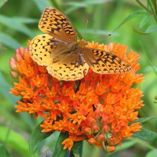 Wildflower Mix NATIVE ALL PERENNIAL Butterflies BEES Heirloom Non-GMO 500 Seeds!