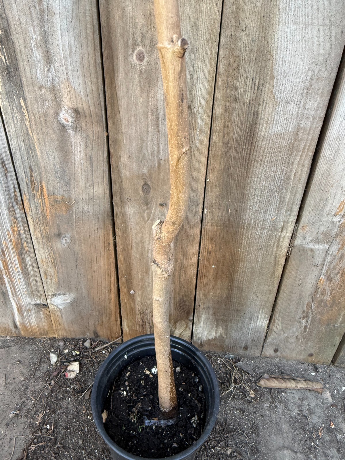 1 Rare Grafted Pineapple Annona Cherimola X A Squannosa Atemoya, Annona Squnnosa
