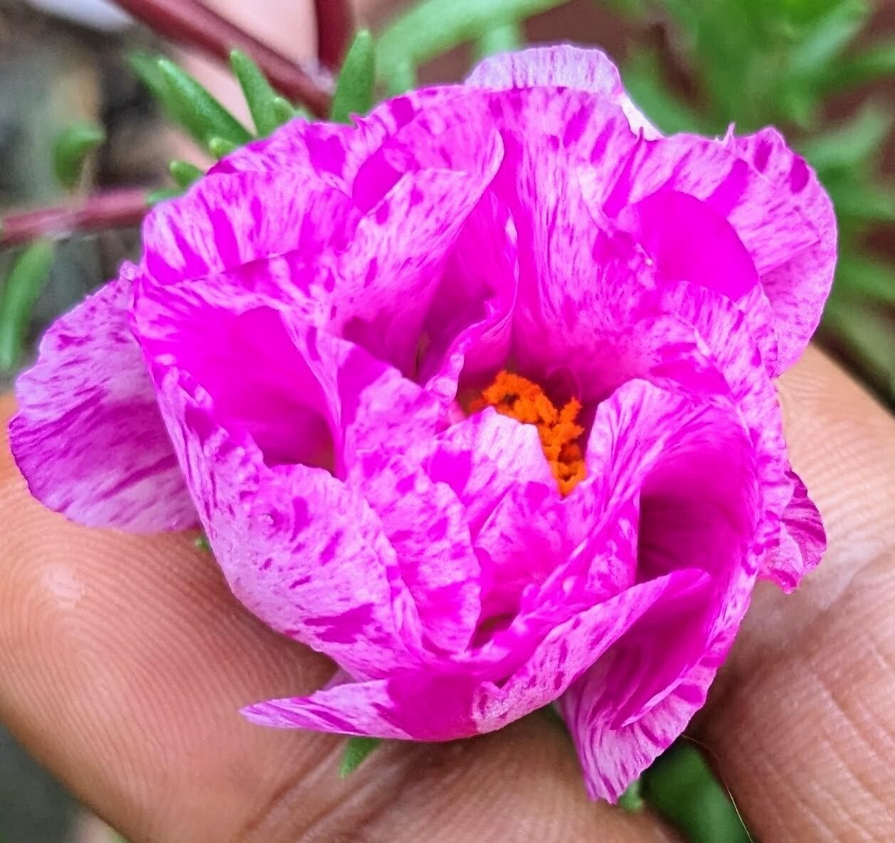 1000+ Moss Rose Double Mix Portulaca grandiflora button rose 150mg seeds