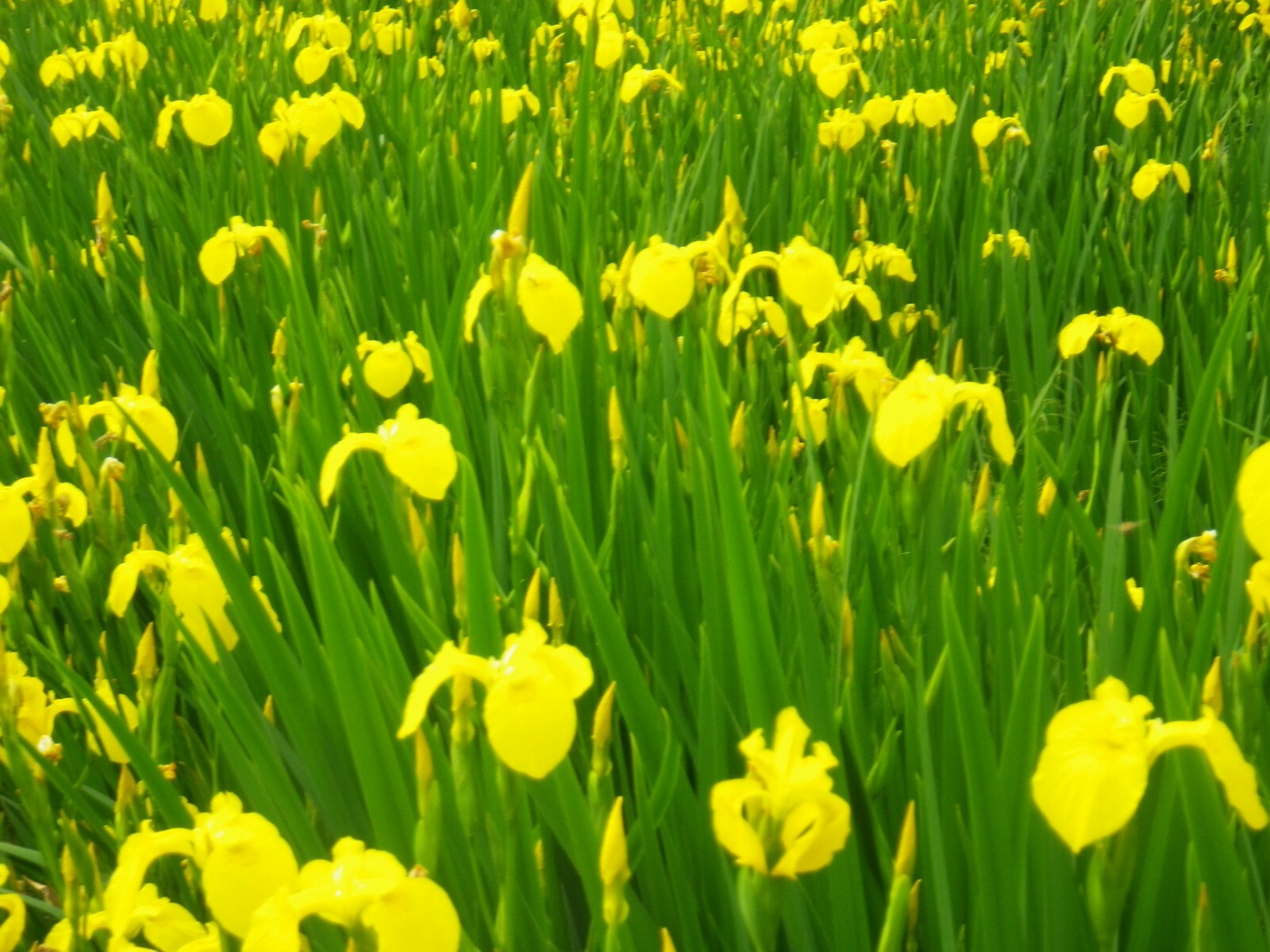 FIVE YELLOW IRIS LOVES WET OR DRY AREAS 5 BARE ROOT HARDY PLANTS LINE BORDERS
