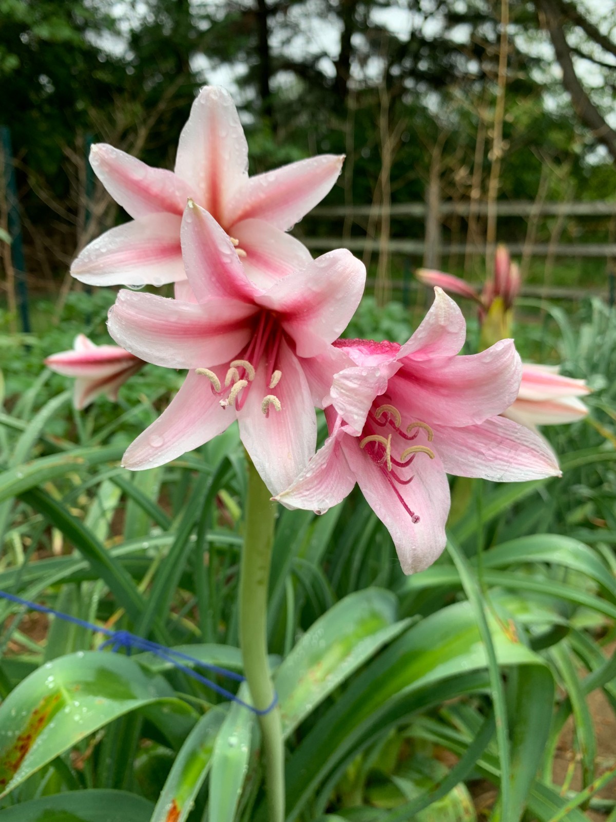 22 Oz (500 + )Crinum Bulbispermum Seeds, Cold Hardy, Orange river lily, Fresh