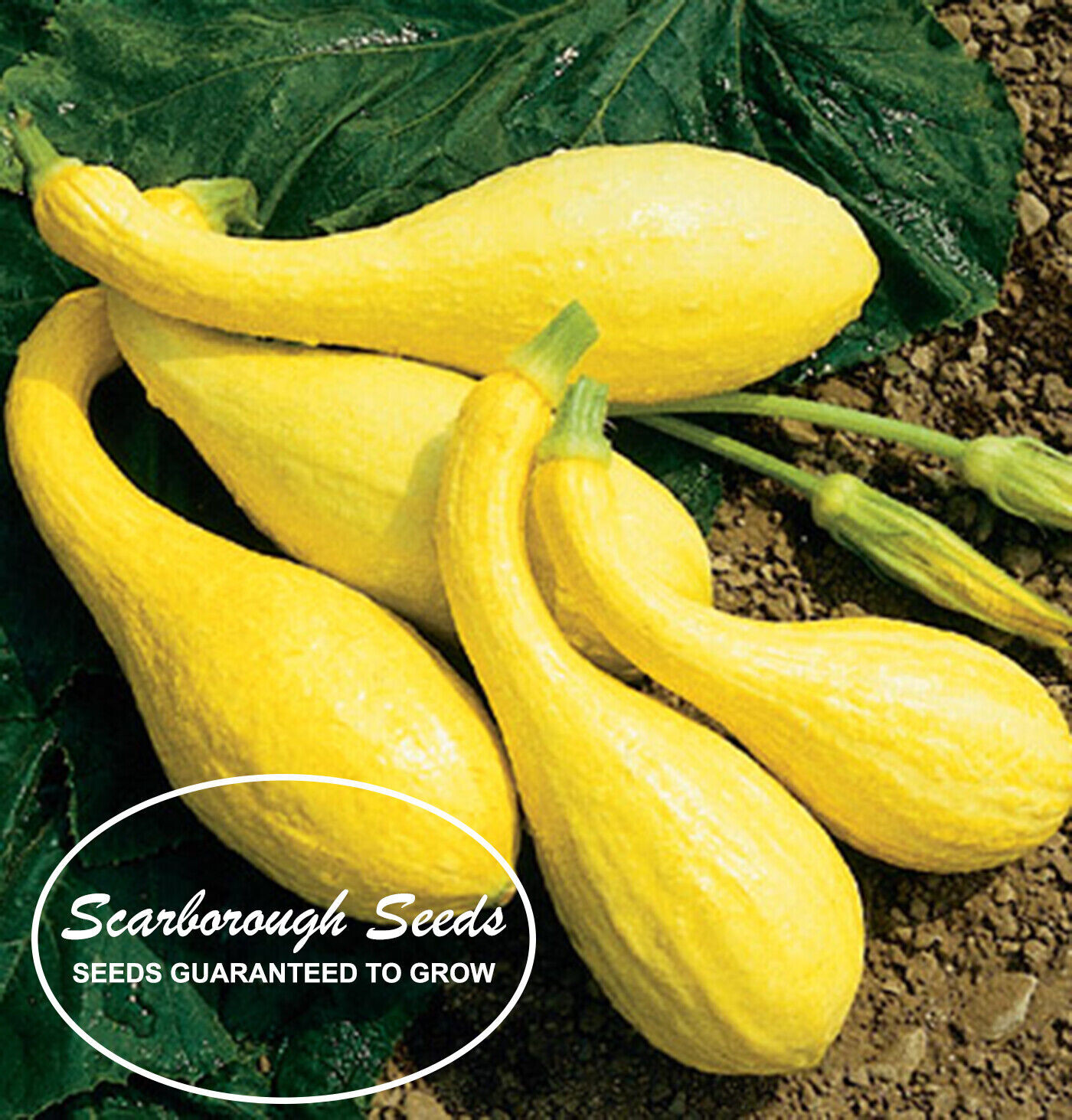 SCARBOROUGH SEEDS Crookneck Yellow Squash Seeds – 25 SEEDS-SAME DAY SHIPPING
