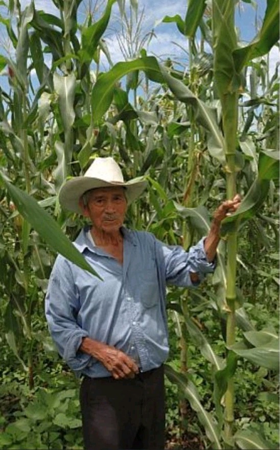 Nayarit Jala Blanco Corn Seeds (30) / MEXICAN HEIRLOOM / Massive / RARE