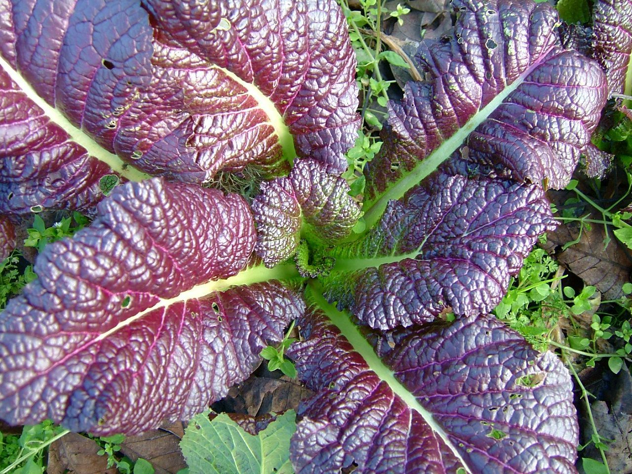 700 SEEDS JAPANESE GIANT RED MUSTARD GREEN FRESH SEEDS (USA)