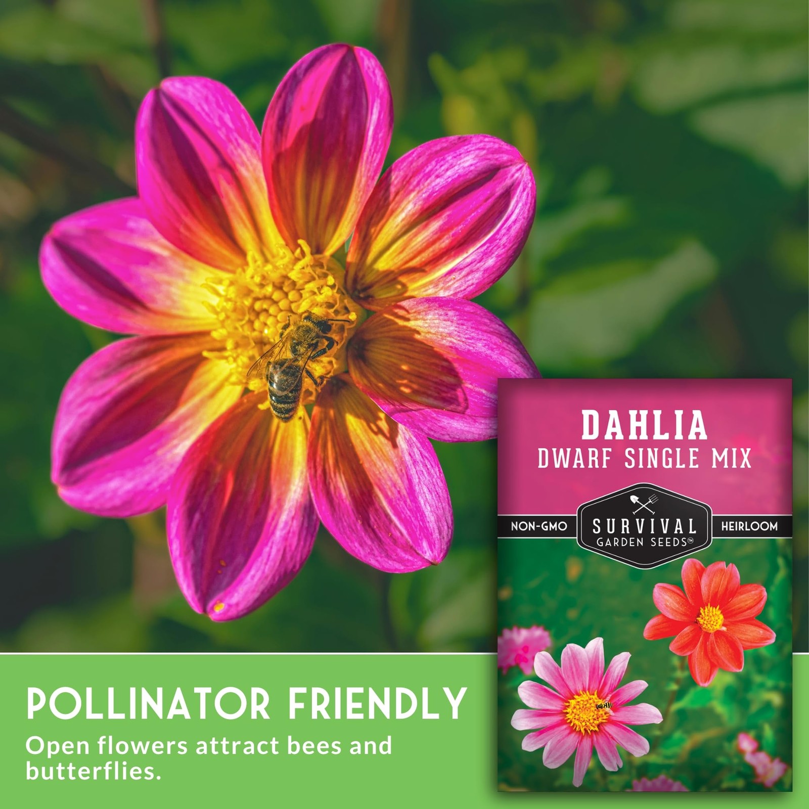 Dwarf Single Mix Dahlia Seeds for Planting – Compact Colorful Blooms for Beds…