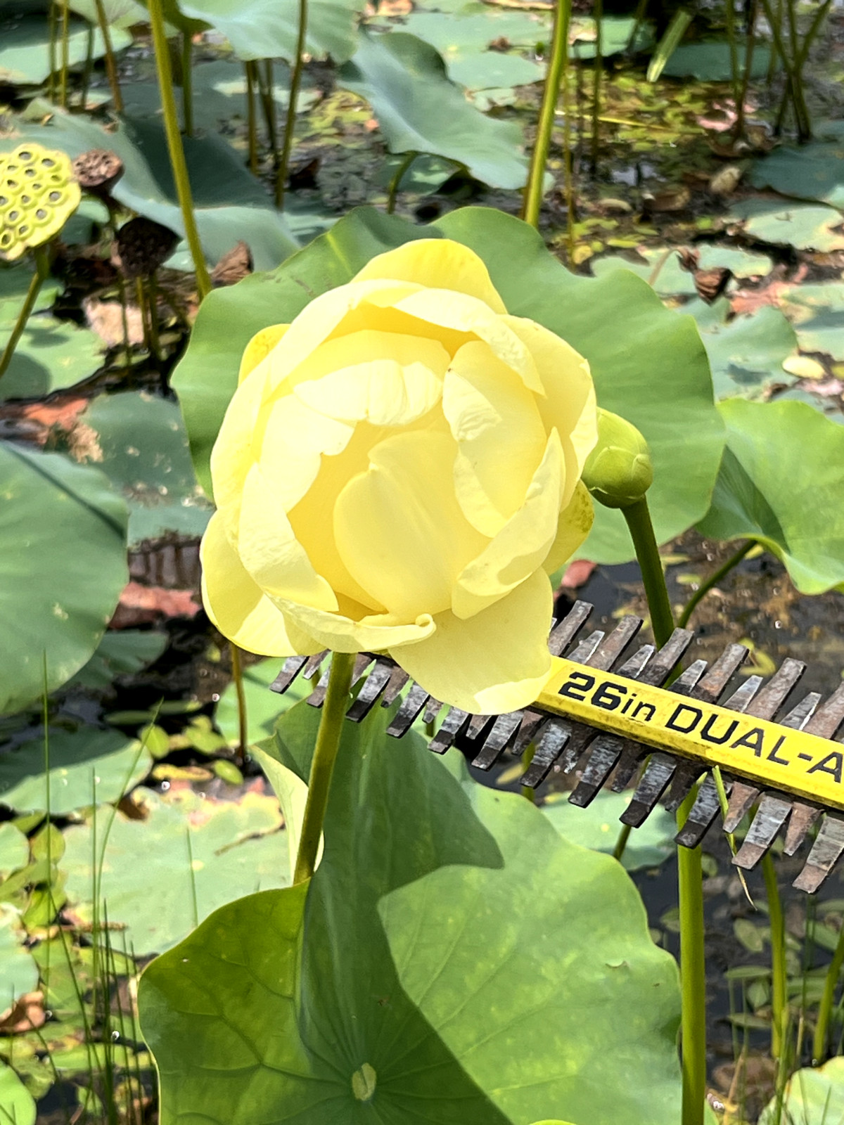 10 Seeds Yellow Lotus Flower Seeds American Water Lily for Pots or Pond