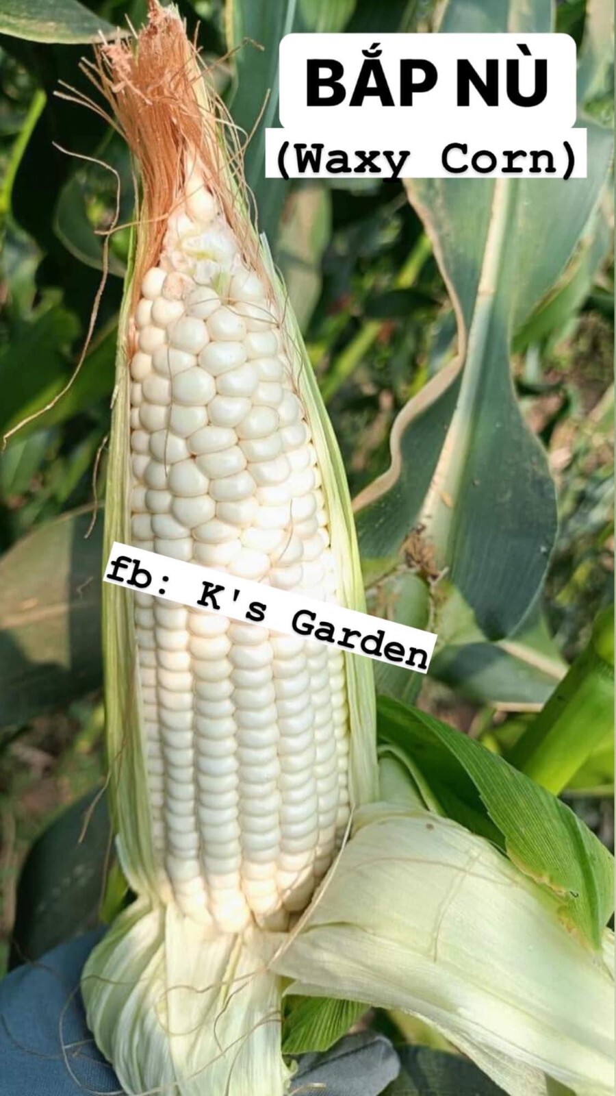 10GR = 30+ PCS WAXY CORN WHITE EXTRA STICK SEEDS , BẮP NẾP NÙ SIÊU DẺO, 糯玉米