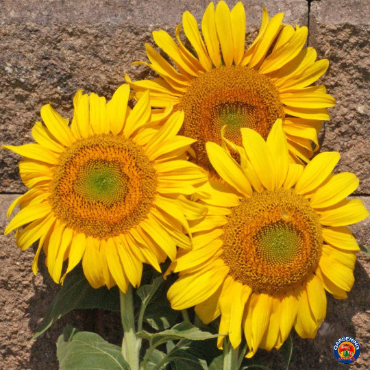 75 Mammoth Grey Stripe Sunflower Seeds Helianthus annuus