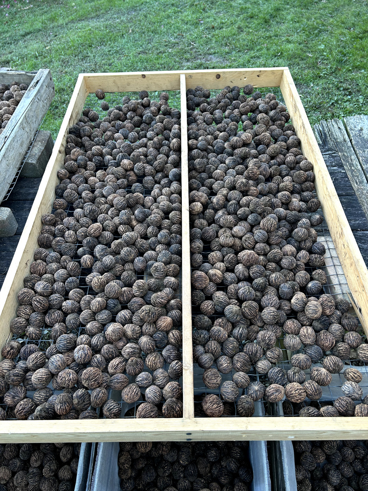 BLACK WALNUTS: 5lb Box Organic 2025 Harvest, Naturally Grown in Maryland.