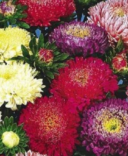 1000 POWDER PUFF ASTER MIX Callistephus Chinensis Flower Seeds *Flat S/H