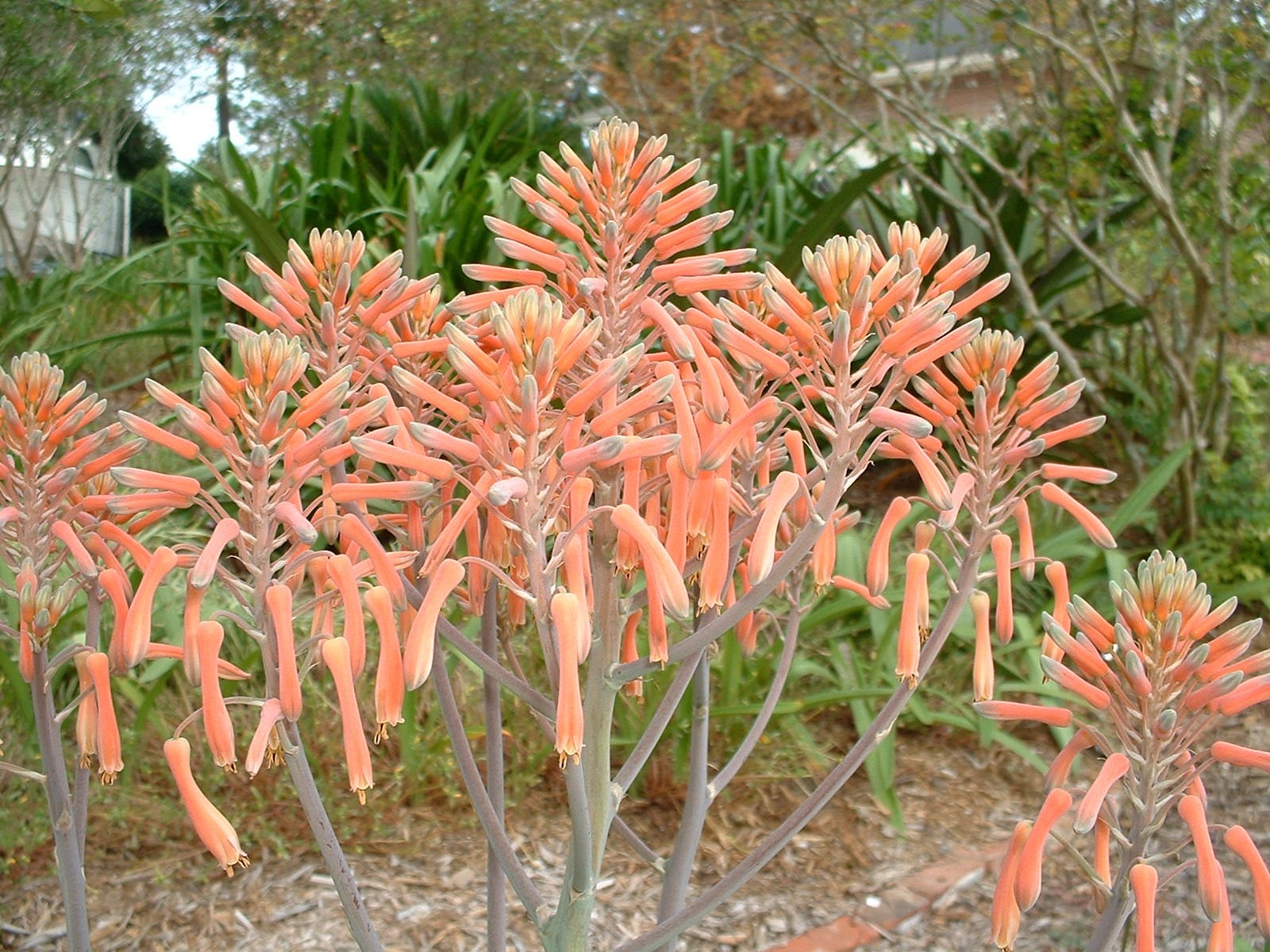 Aloe Saponaria, repeat bloomer, small size,hardy 7B-10