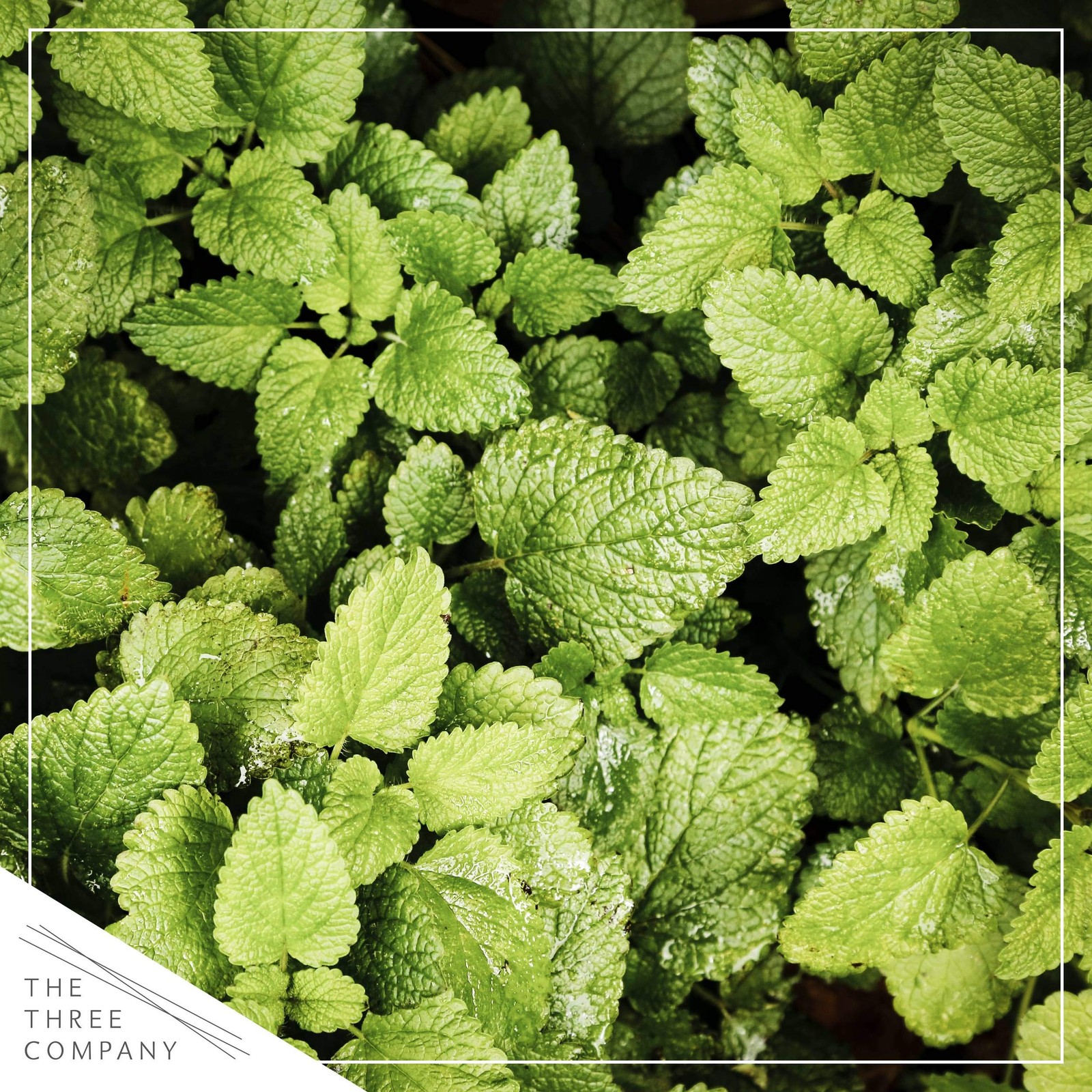 Live Aromatic and Edible Herb Mint 4 Per Pack, Naturally Improves Breathing …