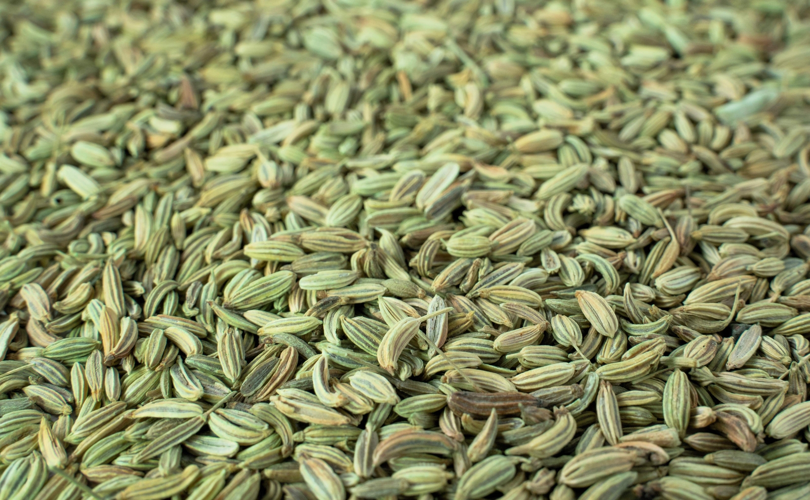 300 SWEET FLORENCE FENNEL Foeniculum Vulgare Azoricum Herb Vegetable Flower Seed