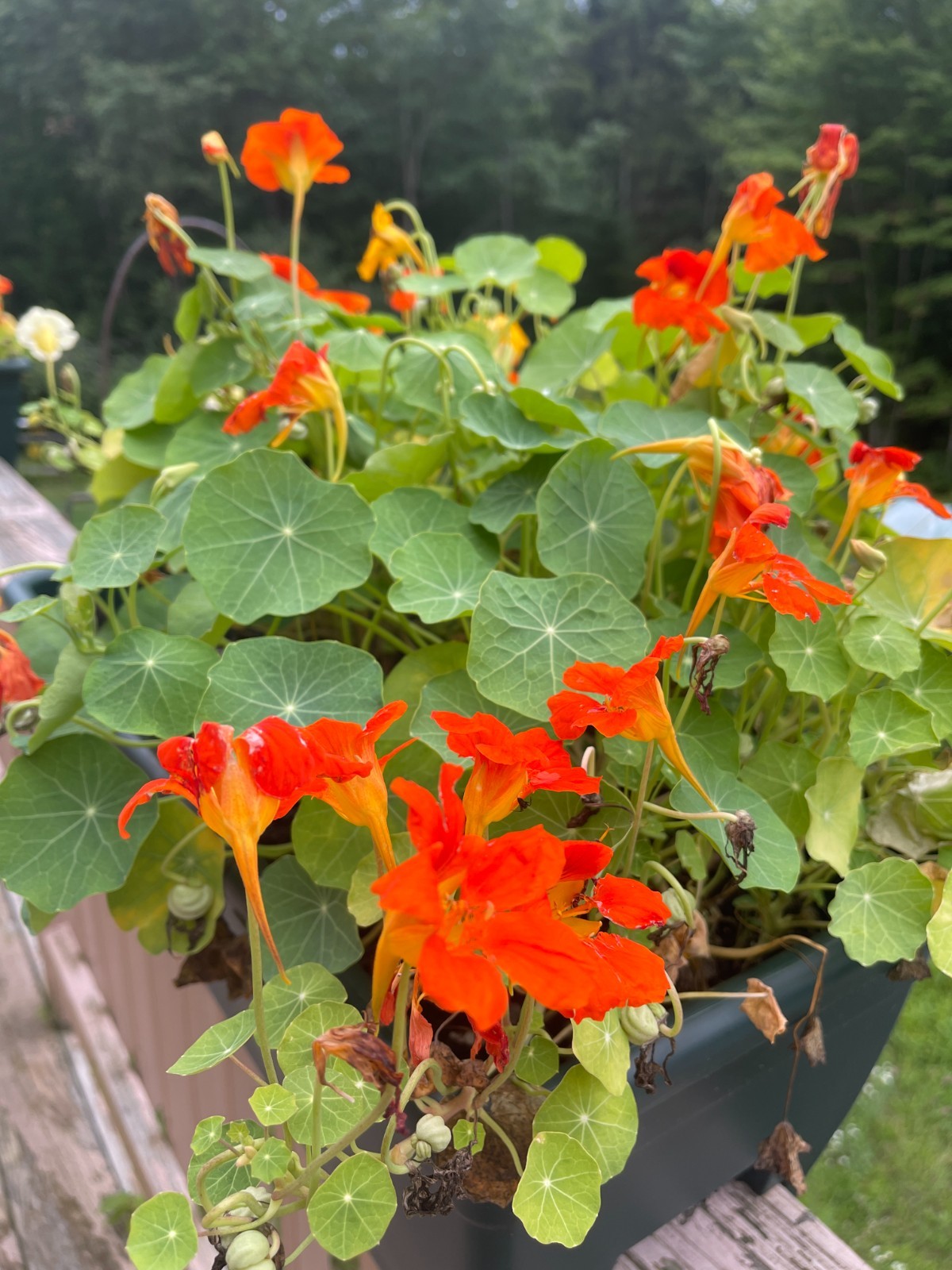 Climbing Nasturtium seeds