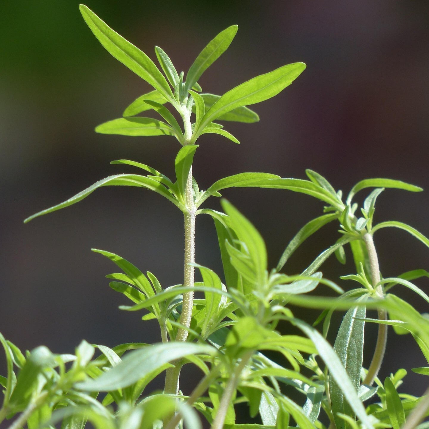 Summer Savory Seeds, Easy to Grow, Aromatic Herb, Non-GMO, Free Shipping