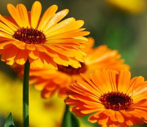 CALENDULA SEEDS, 25 Seeds, Calendula Officinalis, Pot Marigold, Medicinal Herb