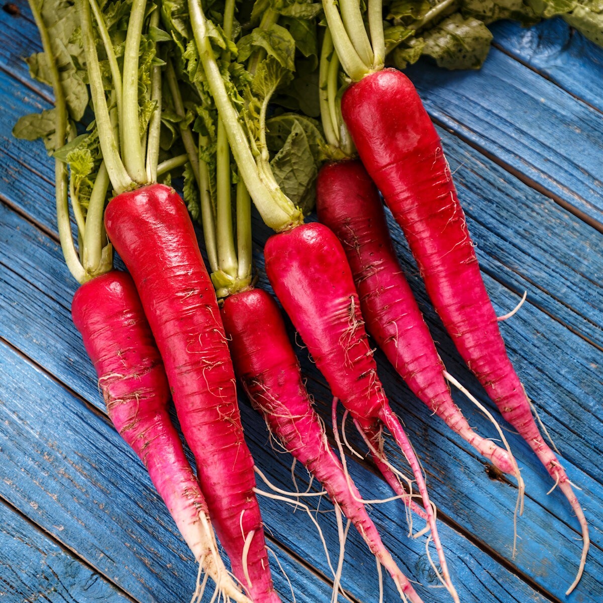500 China Rose Radish Seeds – Everwilde Farms Mylar Seed Packet