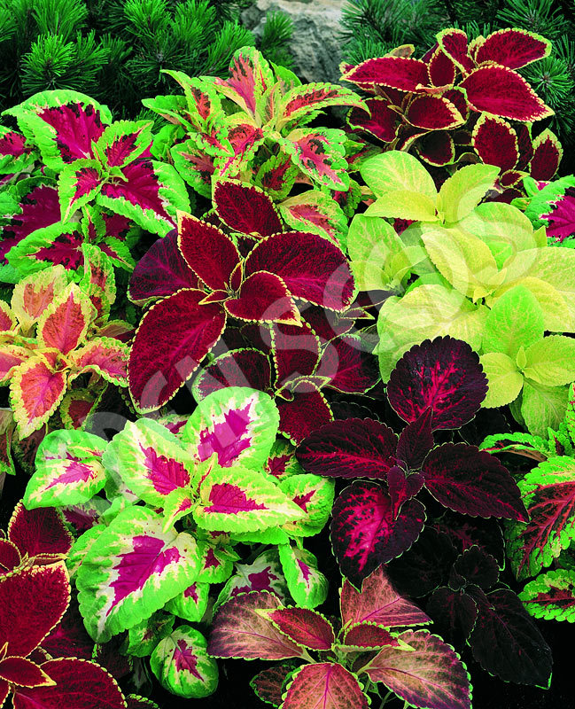 351+COLEUS Rainbow Mix Seeds Shade Garden Container Houseplant Groundcover Easy