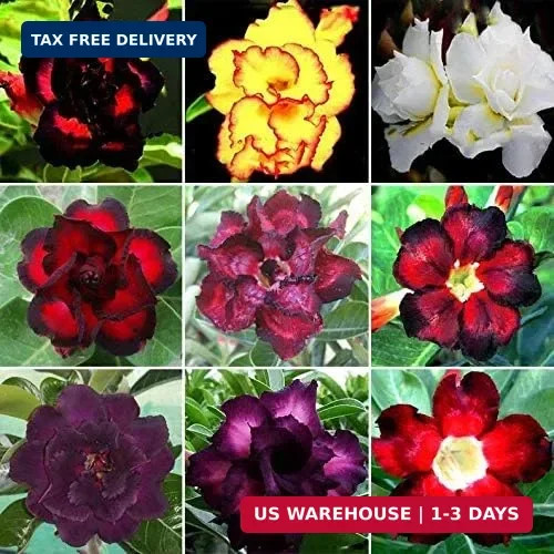 20 Mixed Color Desert Rose Seeds to Grow | 20 Seeds | Adenium Obesum Seeds to Gr