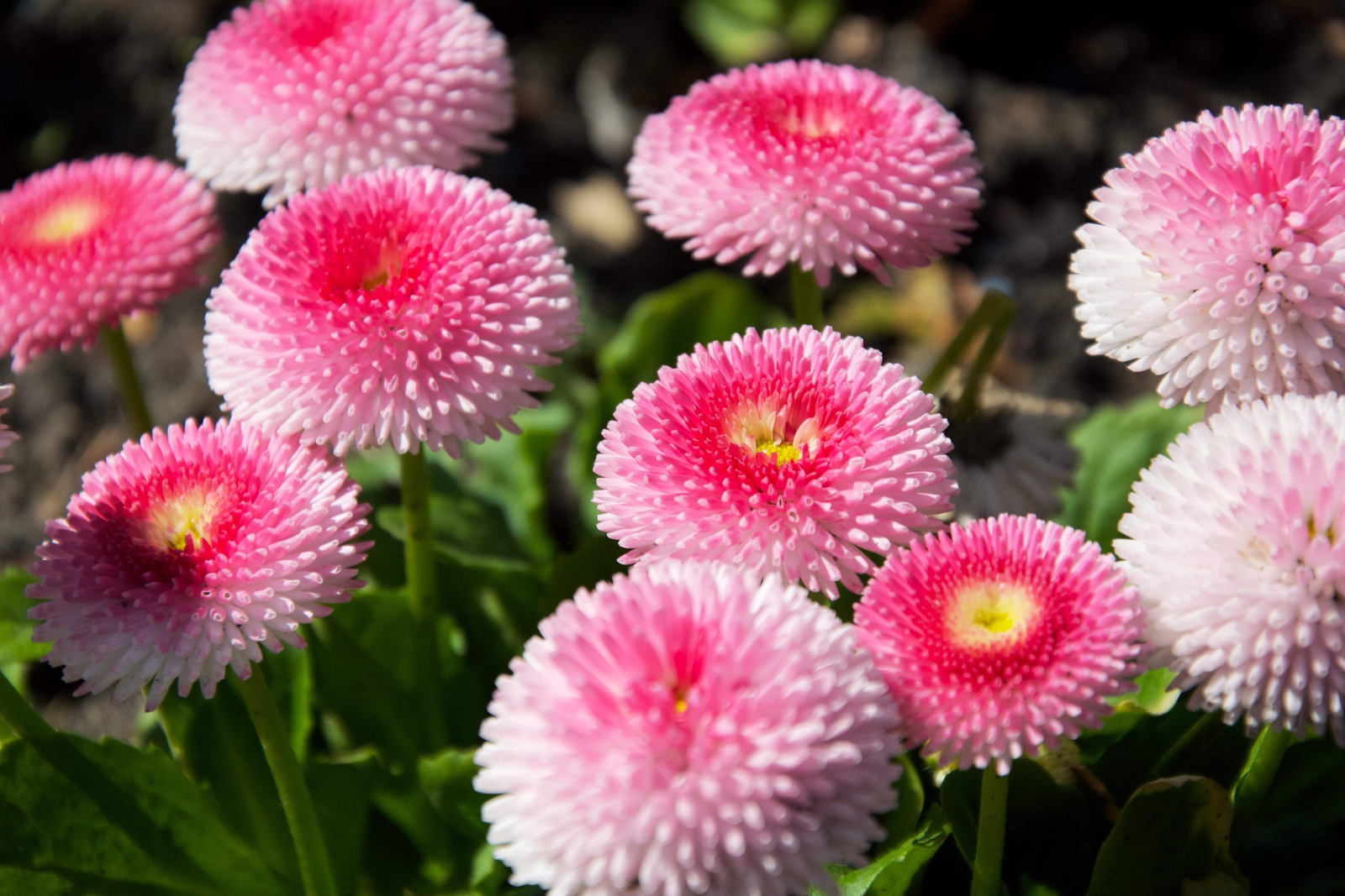 100 STRAWBERRIES & CREAM ENGLISH DAISY Bellis Perennis Flower Seeds *Comb S/H