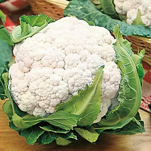 Cauliflower Seeds- Snowball Y Cauliflower Seeds ,”COOL BEANS N SPROUTS” Brand. H
