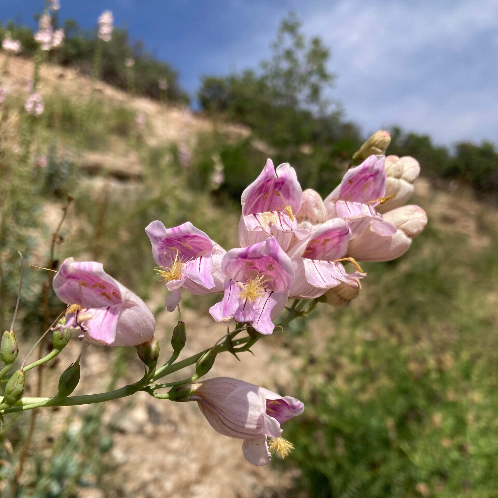 Palmer’s Scented Penstemon Seeds, Beardtongue (Penstemon palmeri) ~Wildflower