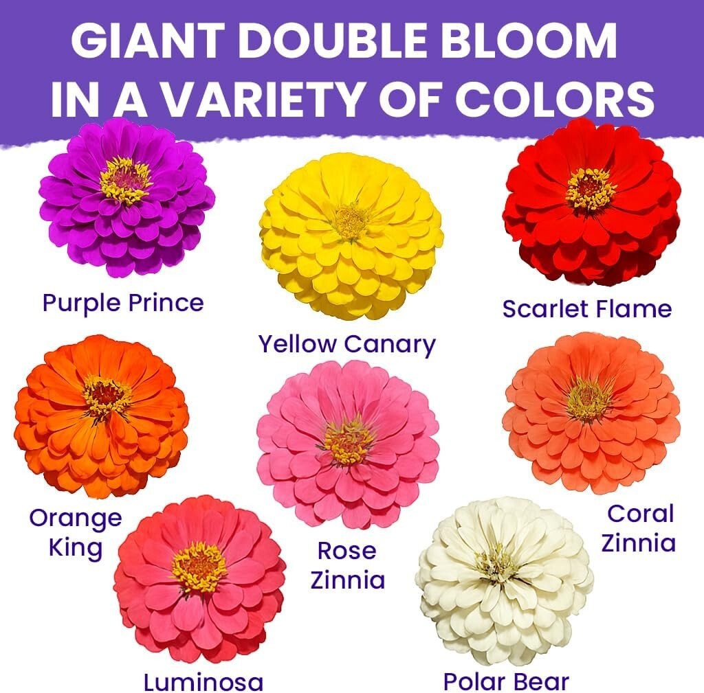 California Giants Zinnia Seeds – Multi-Color, GMO Free, 1 Oz for Vibrant Gardens