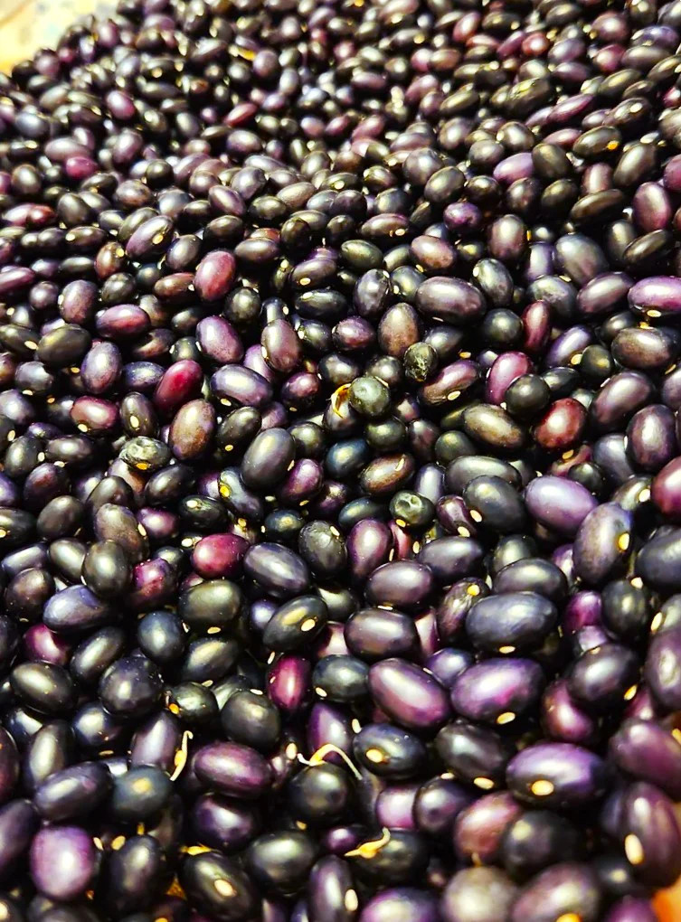 Black Bean Seeds | For Planting Mexican Frijoles Beans Black Turtle Seed 2025