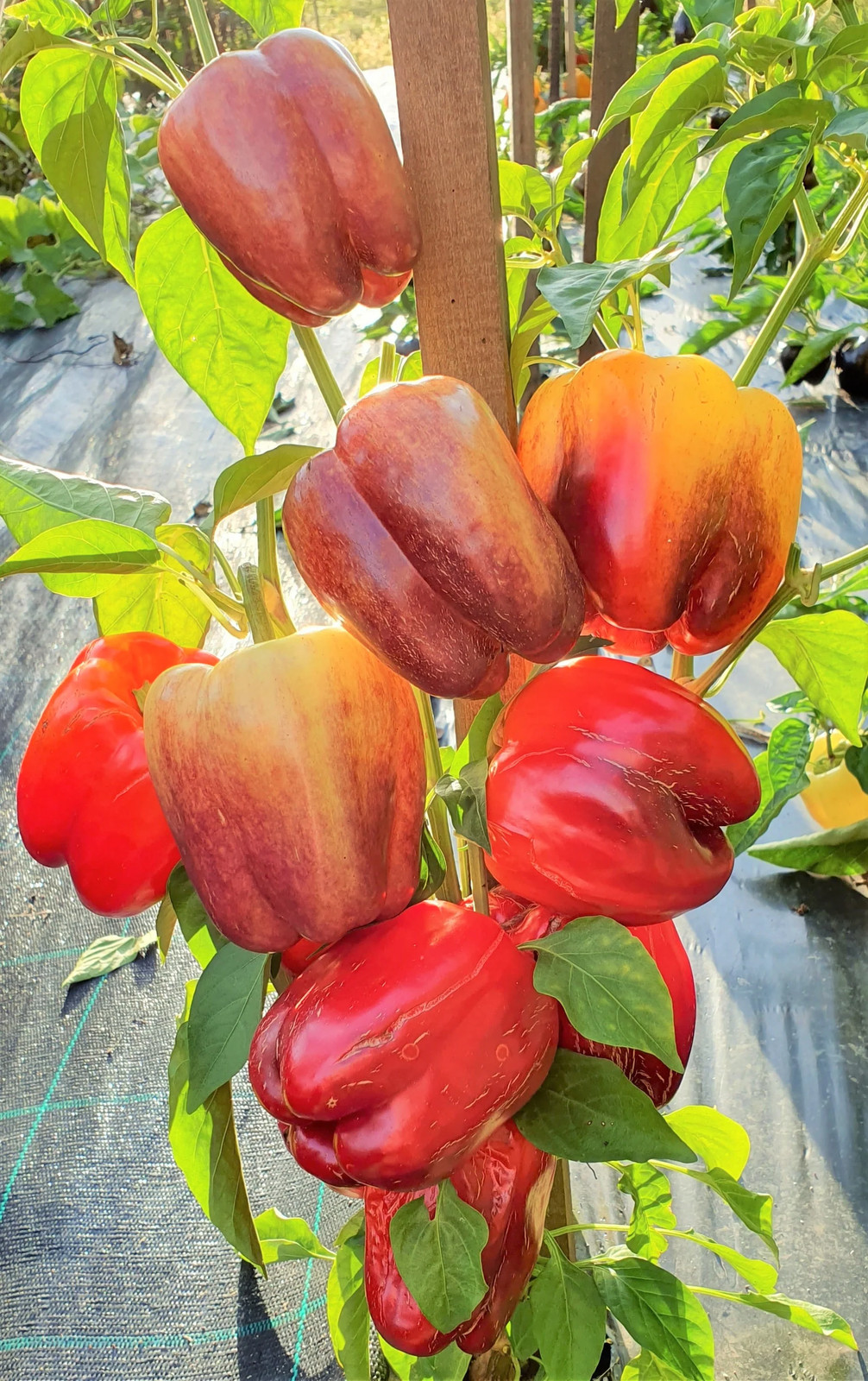 Lilac Sweet Bell Pepper Seeds | Purple Red Merlot UFO Islander Peppers Seed 2024