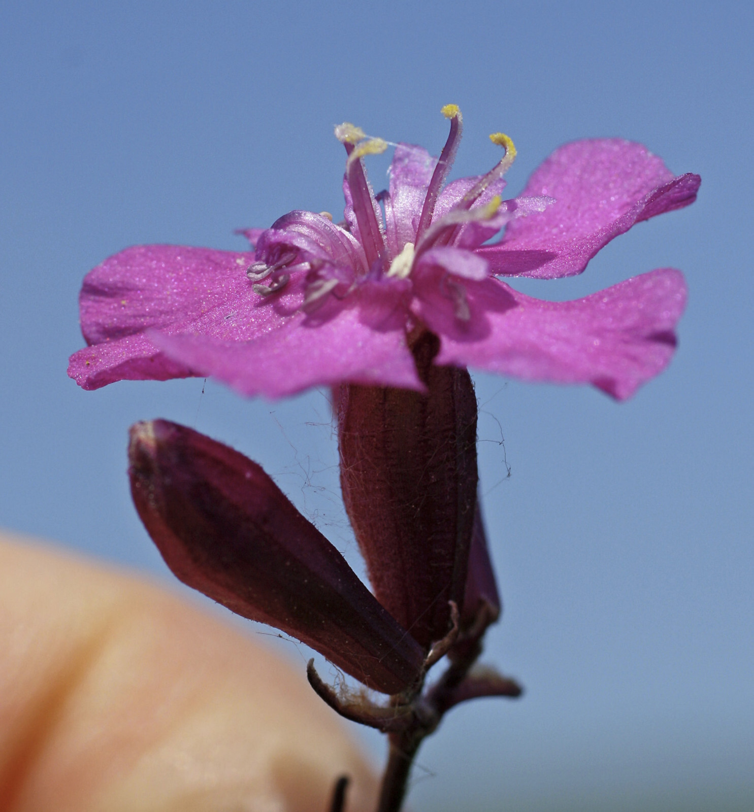 Lychnis viscaria – Sticky Catchfly seed