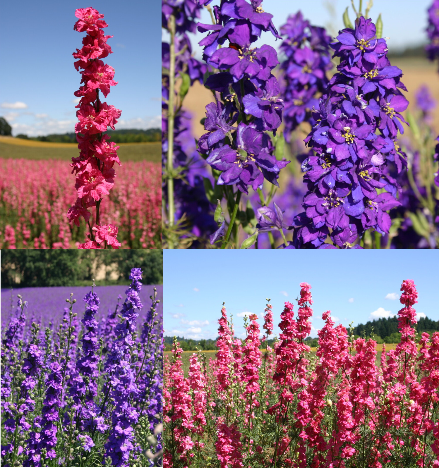 Rocket Larkspur Delphinium ROMANCE MIX Pink Blue Pollinators Non-GMO 500 Seeds!