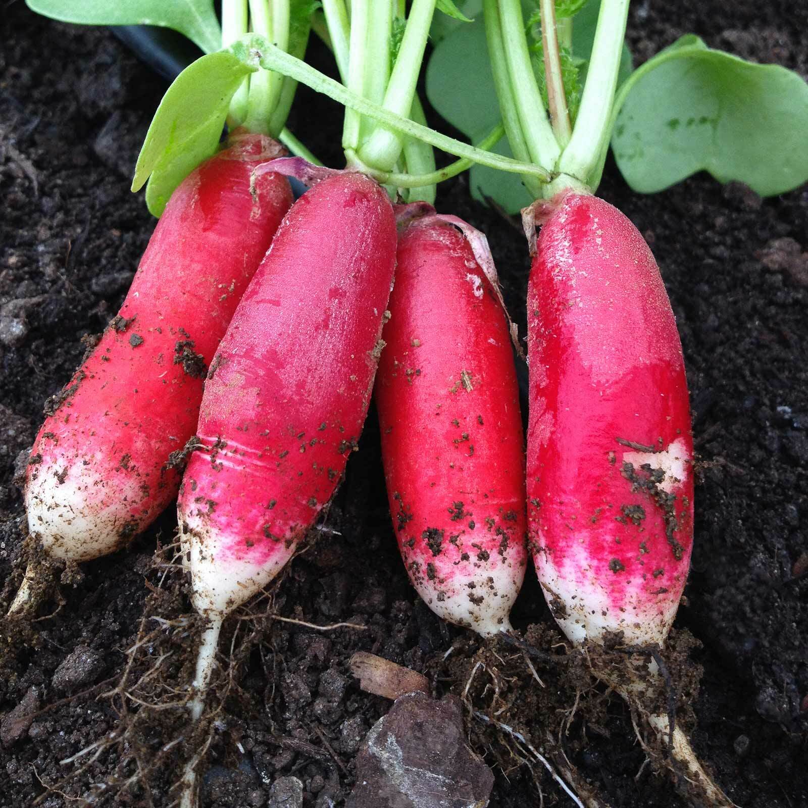 100 CHINA ROSE SPROUTING RADISH SEEDS FRESH HARVEST FOR 2024 GARDENS