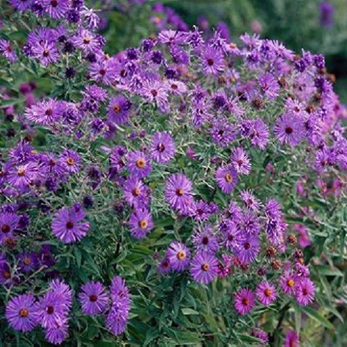 New England Aster Seeds – Symphyotrichum novae-angliae – Heirloom Fall Perennial
