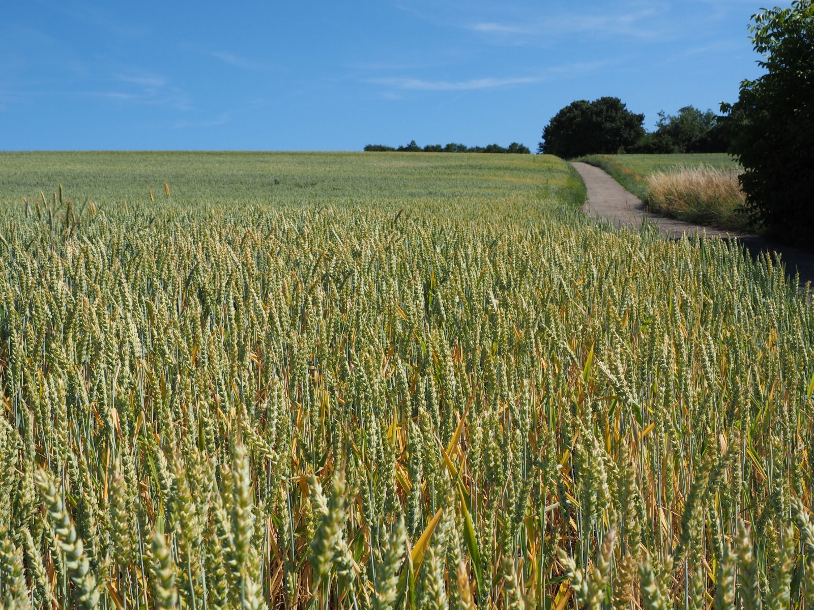 500 Hard Red Spring Wheat Grain Seeds! -Heirloom Wheat-All Natural Non GMO