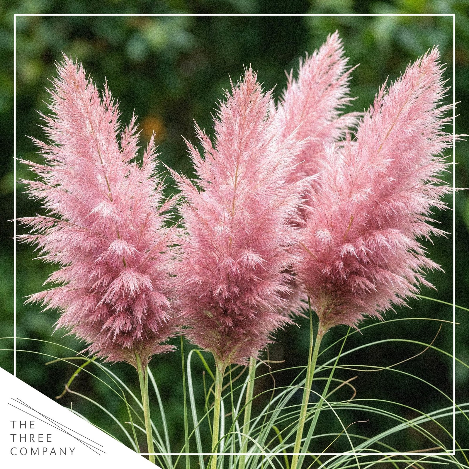 Pink Pampas Grass 10″ Tall Perennial Accent Plant in 1.5 Qt Pot