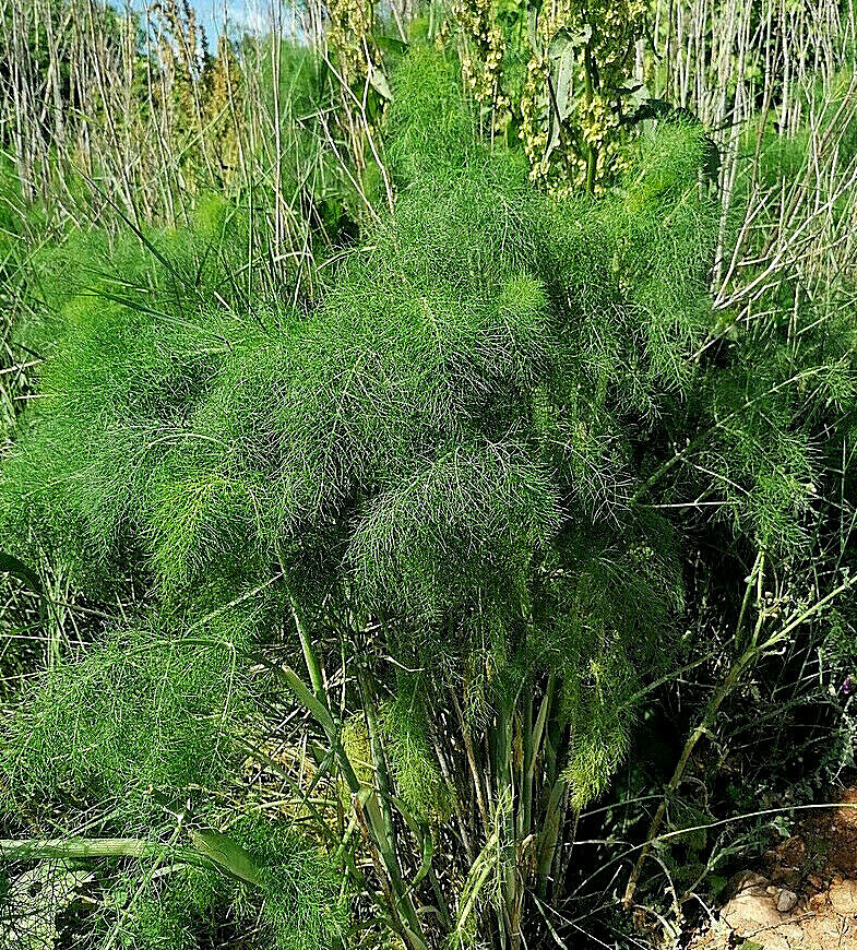 FENNEL 100 SEEDS, FERN-LIKE FOLIAGE, YELLOW FLOWERS, LICORICE FLAVER
