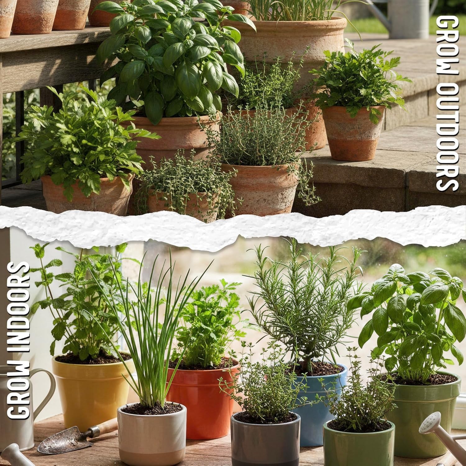 Herb Seeds Variety Pack Culinary Herb Collection 12 Individual Packets for Pl…