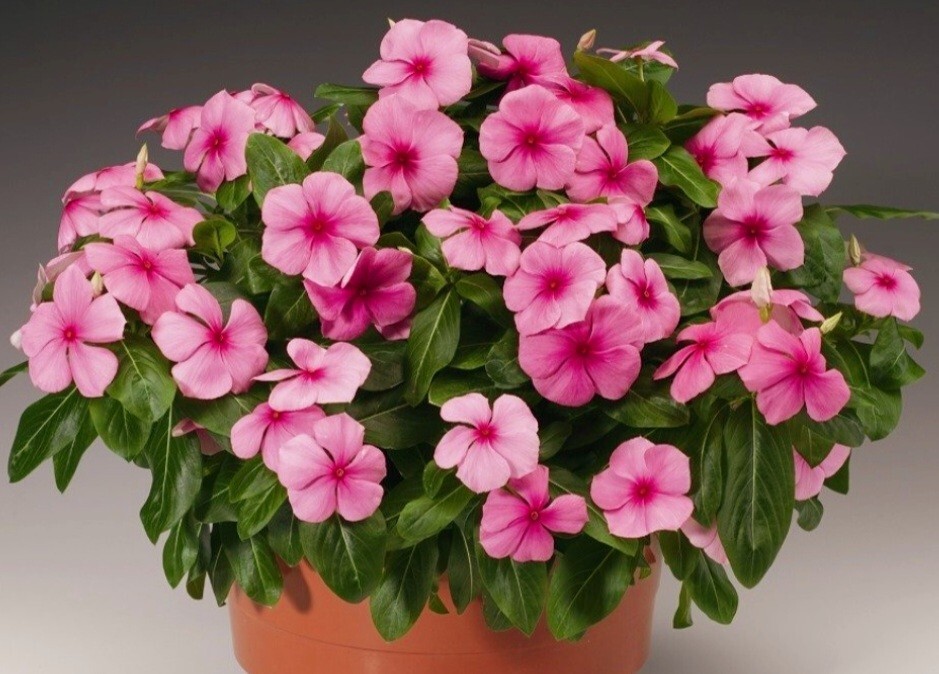 1200 Periwinkle Seeds Madagascar Mix Perennial Flowers – Catharanthus roseus