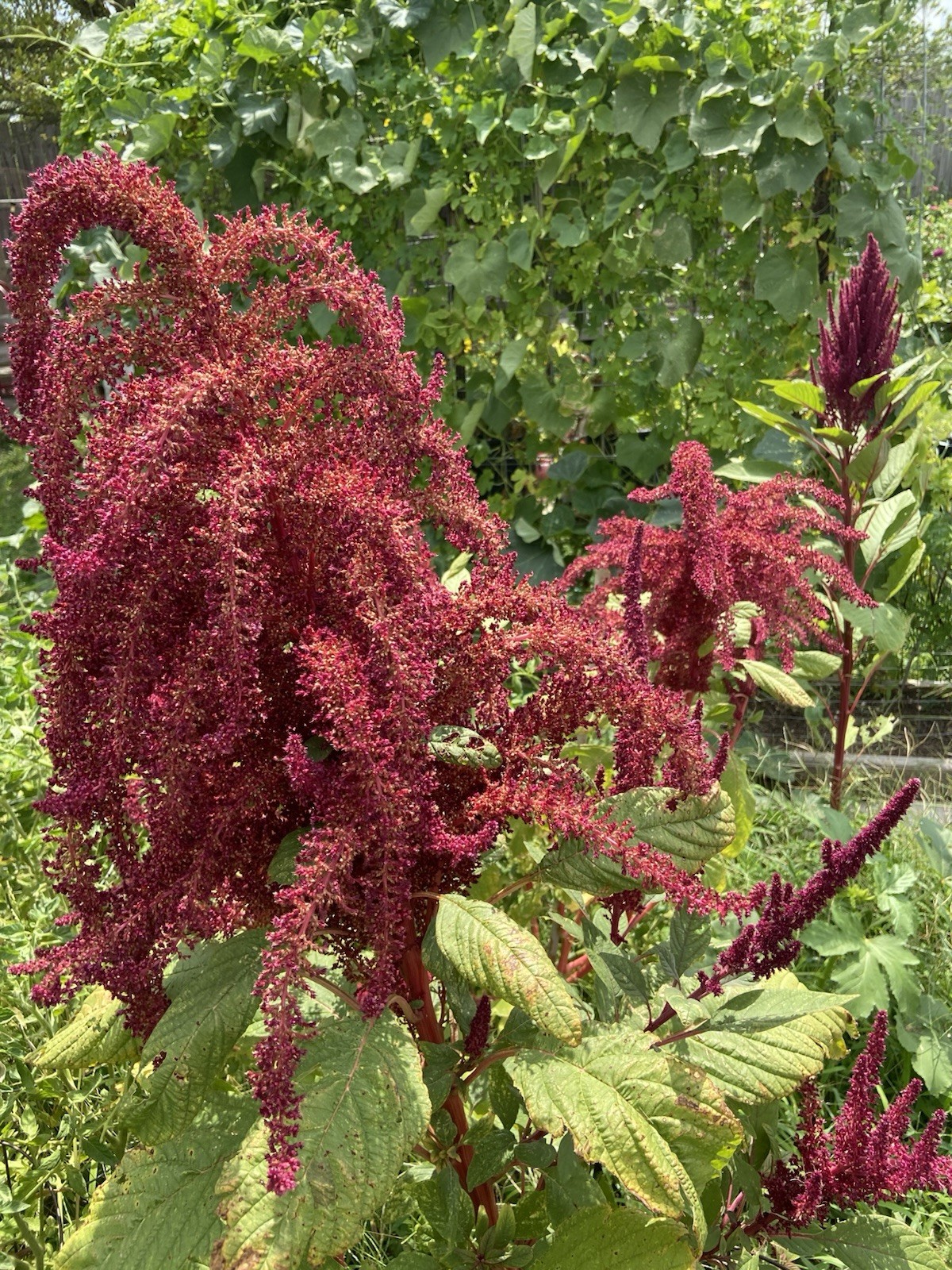 Amaranth – 100+ Fresh Seeds – Red Garnet GORGEOUS Blooms!! FREE Shipping